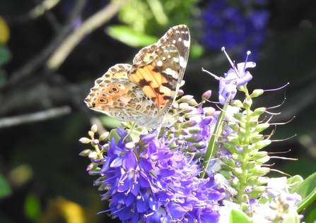 A painted Lady butterfly on hebe in the sunshine