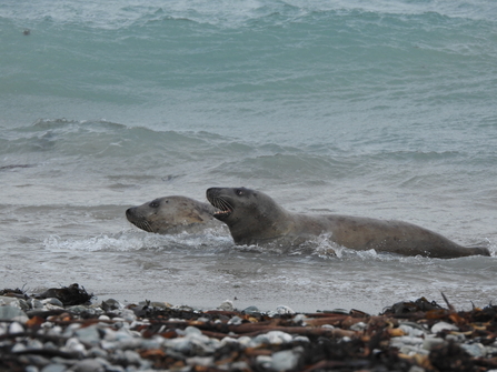 Two grey seals playing in the surf on a pebble beach