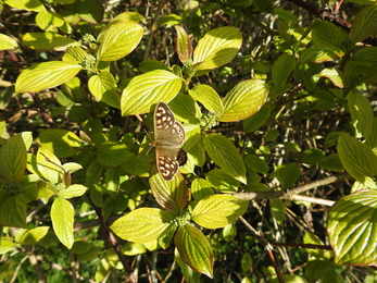 Speckled wood on wayfaring tree © Claire Lewis