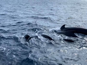 out of a dark blue ocean the tall fin and dark body of pilot whales can be seen poking out of the water