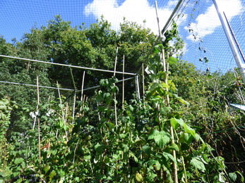 Raspberry Canes in a fruit cage