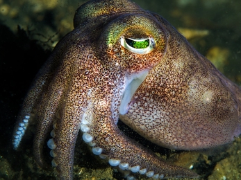 Squid (stock photo)