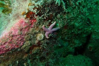 Devonshire cup coral with bloody henry starfish on the Manacles, photo by Matt Slater.JPG