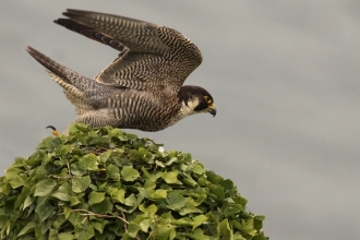 Peregrine in pursuit, by Ian McCarthy
