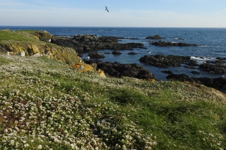 Photo of Scurvygrass along coast of Looe Island