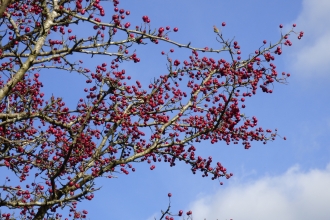 Red hawthorn berries against a blue sky