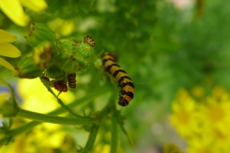 An orange and black striped caterpillar crawls up the bright green stem of some ragwort - standing tall with bright yellow flowers
