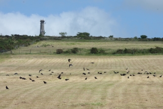 a flock of black corvids land on an expanse of sand-coloured croppped field with blue skies and shrubs behind them