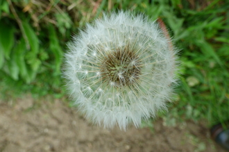 Dandelion demonstrating its beautiful seeds designed to catch the wind