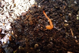 an inconspicuous orange worm-like creature lies amongst soil. The worm is very ting and orange