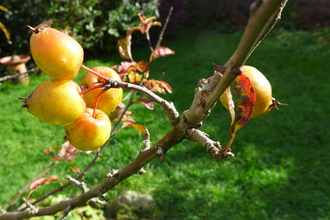 Gardner's Gold Crab Apples in the garden