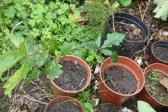 Oak seedlings in garden pots