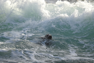 Seal in the winter surf