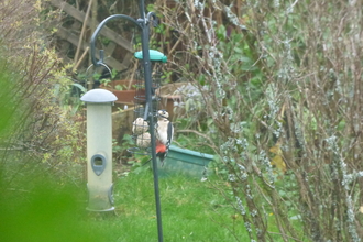 Woodpecker perched on a bird feeder in the garden