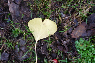 Heart leaf in the ground