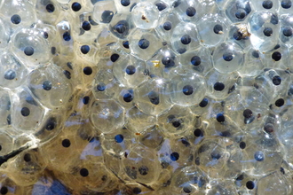 A close-up photograph of newly-laid frogspawn