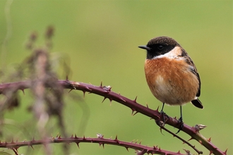 Stonechat perched on thorns