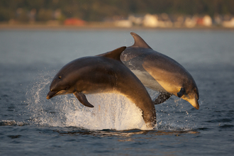 A social group of Bottlenose Dolphins playing in golden evening light