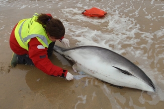 A Marine Strandings Network volunteer attending a call out