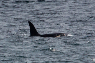 Orca named 'Aquarius' photographed off the coast of West Cornwall