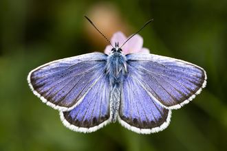 Silver-studded blue butterfly by Ben Watkins