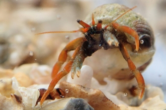 St Piran's Crab rediscovered in Falmouth in 2016, Image by Shoresearch Cornwall
