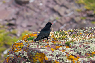 Chough Mike Snelle