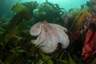 The large body of a Common Octopus sighted on the Lizard peninsula in Cornwall in June 2022, Image by underwater photographer Shannon Moran