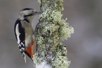A great spotted woodpecker pecking an ice covered mossy branch.