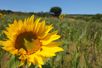 Sunflower in West Penwith. Image by Jan Dinsdale