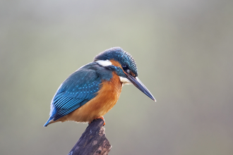 Kingfisher perched on stick