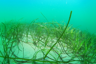 Seagrass Carlyon Bay