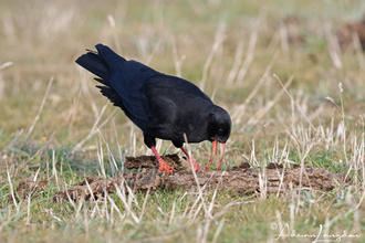 Cornish chough and cow pat. Image by Adrian Langdon