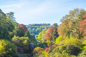 A shot of Trebah Gardens from the top of a hill, with trees taking up the foreground and the Helford in the background