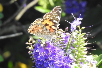 A painted Lady butterfly on hebe in the sunshine