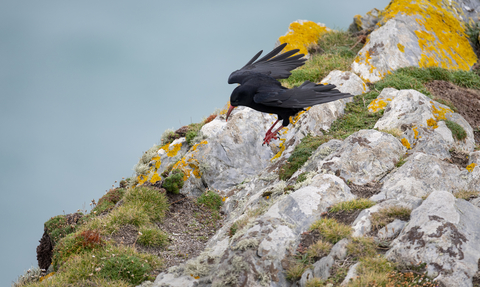 Chough, Image by Adrian Langdon (featured in Cornwall Wildlife Trust's 2022 Wild Cornwall Calendar)