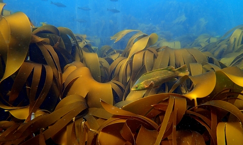 Wrasse amongst a bed of kelp