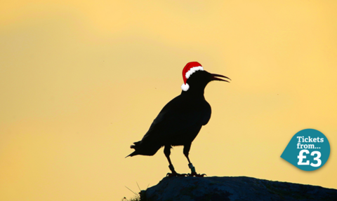 Cornish chough with a Christmas hat on