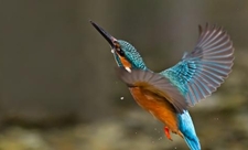 kingfisher_photo_by_malcolm_brown