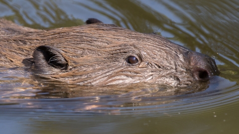 Beaver close up by Jack Hicks