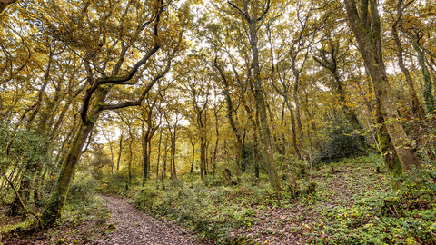Cornwall Wildlife Trust's Devichoys Woods Nature Reserve in Autumn. Image by Ben Watkins