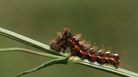 The caterpillar of a knot grass moth, crawling along a plant stem