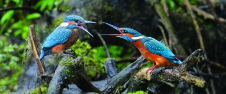 7._july_and_cover_-_common_kingfishers_by_adrian_langdon