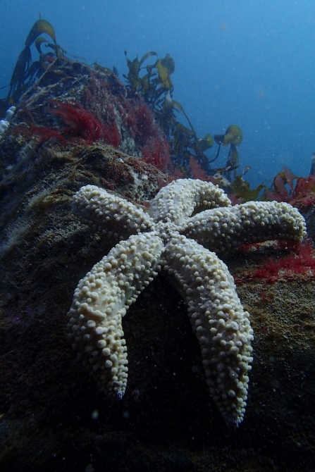 Giant Starfish on reef by Matt Slater - Cornwall Wildlife Trust, Seasearch