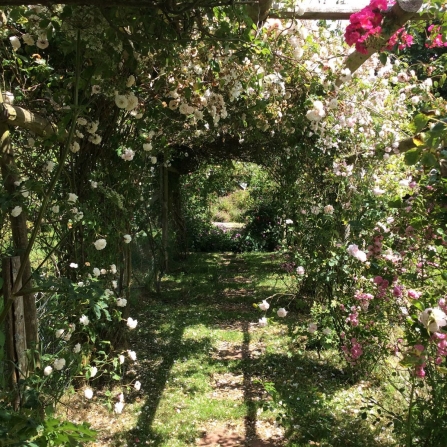 The rose arch at Trevoole