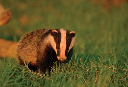 Badger by Andrew Parkinson -2020VISION