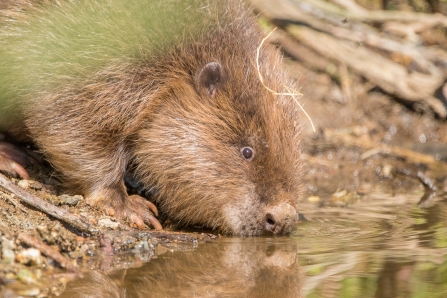 Beavers Are Back In Cornwall!