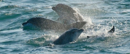 First ever Southwest Bottlenose Dolphin Forum being held in Cornwall