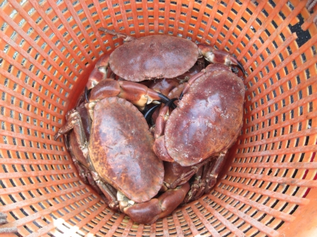 Pot caught brown crabs in Falmouth Bay, photo by Abby Crosby