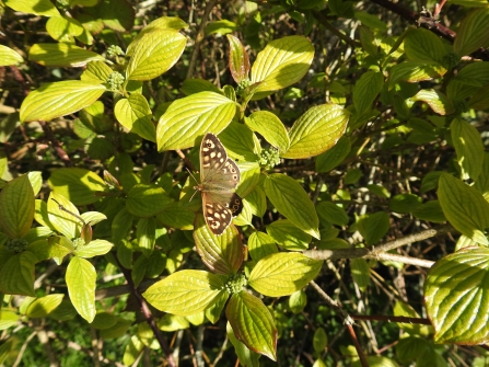 Speckled wood on wayfaring tree © Claire Lewis